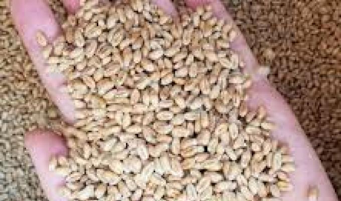 Із Луганщини росіяни вивезли або знищили обсяг потреб жителів області у зернових майже на три роки, посівну не розпочато, – Сергій Гайдай   