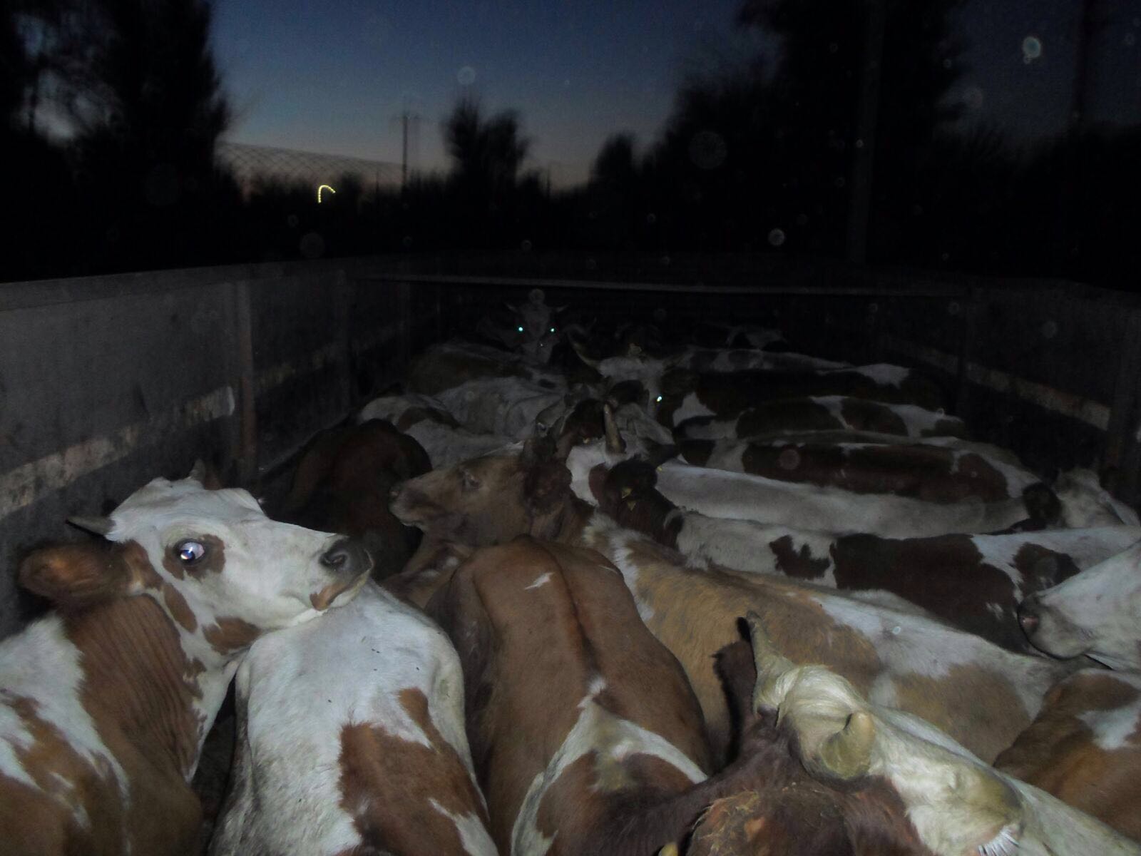 Прикордонниками Луганщини затримані дві вантажівки з «живим товаром»