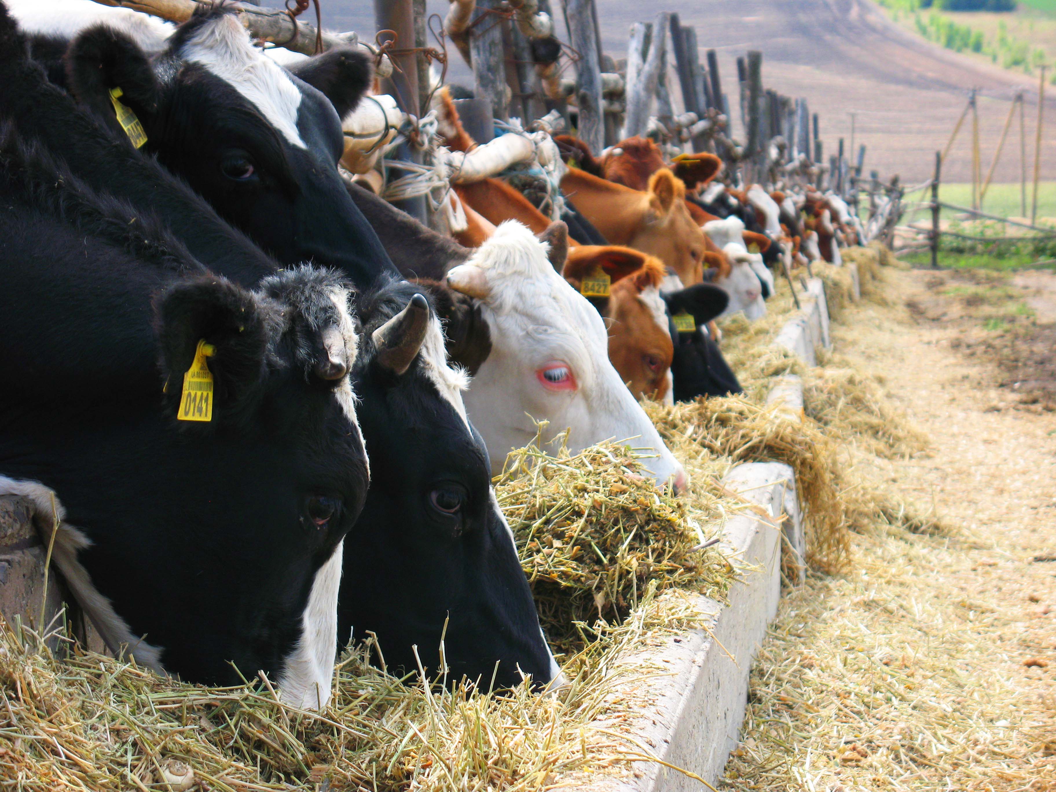 Тваринництво Луганщини поступово відновлюється