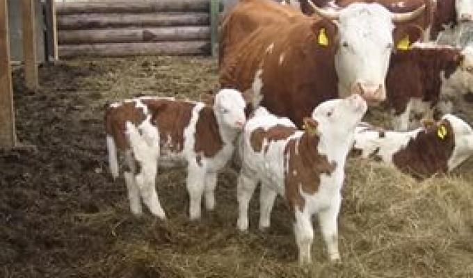 Інструкція для отримання коштів за утримання корів та молодняку