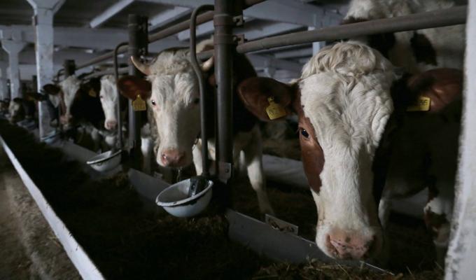 Понад 25 мільйонів держпідтримки спрямовано минулоріч у розвиток галузі тваринництва Луганщини