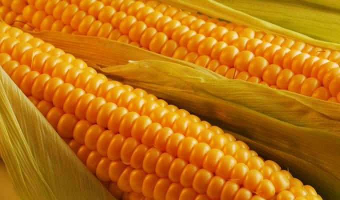 УРЯД КЕНІЇ ПРОДОВЖИВ ПРОЦЕДУРУ БЕЗМИТНОЇ ЗАКУПІВЛІ КУКУРУДЗИ