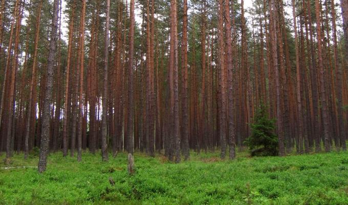 На Луганщині борються із несанкціонованою вирубкою лісу