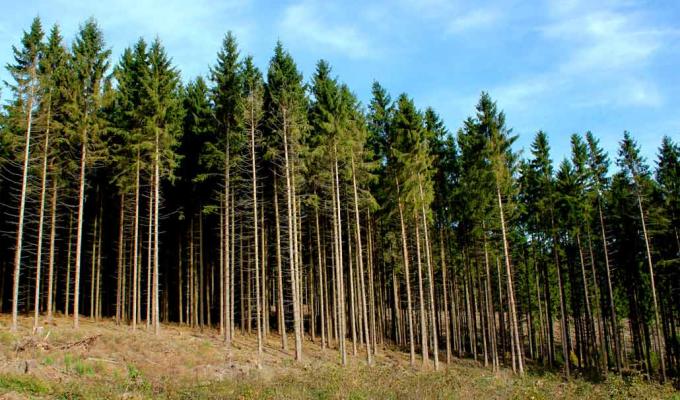 Інформація щодо займання лісу у Станично-Луганському районі