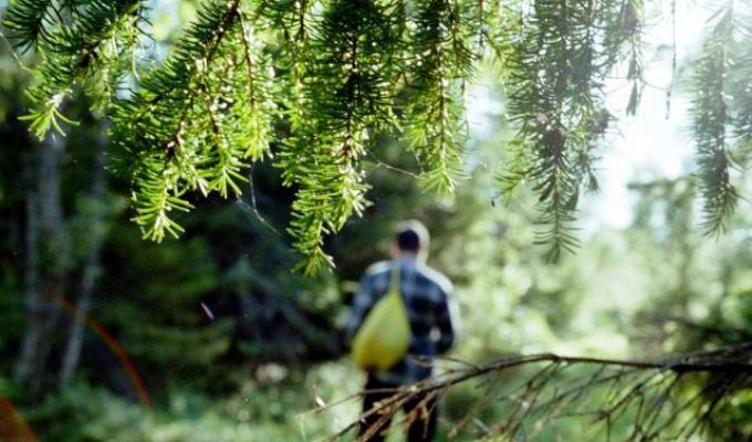 У Луганській області лісник відмовився від хабаря