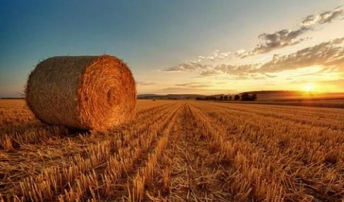 Жнива-2018: збиральна кампанія на Луганщині