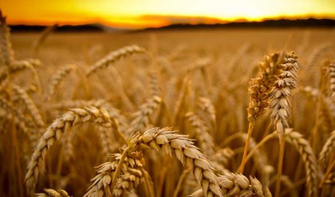 З 10 червня набирає чинності новий стандарт на пшеницю