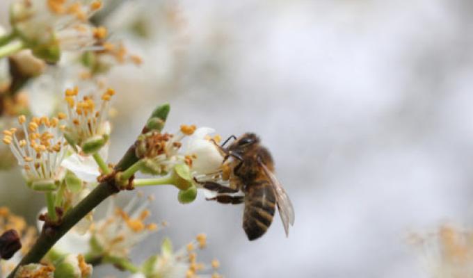 Увага! Оголошення