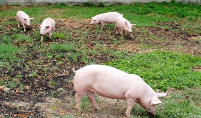 На Сватівщині локалізують спалах АЧС