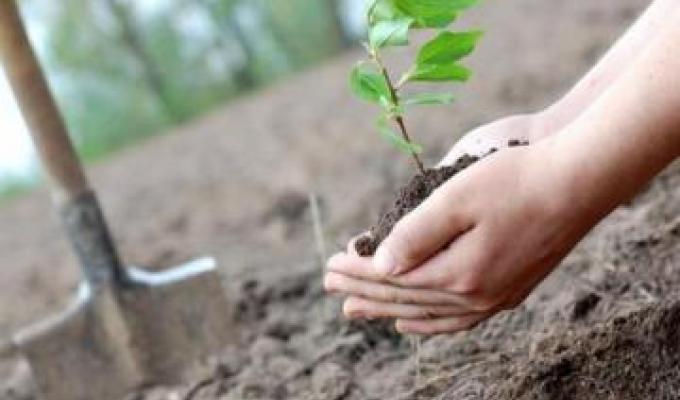 З початку Всеукраїнській акції «За чисте довкілля» на Луганщині висаджено більше 3 тис. дерев