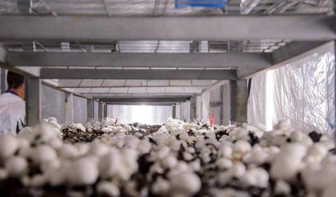 Переселенці з Луганщини виростили та зібрали врожай грибів на Хмельниччині