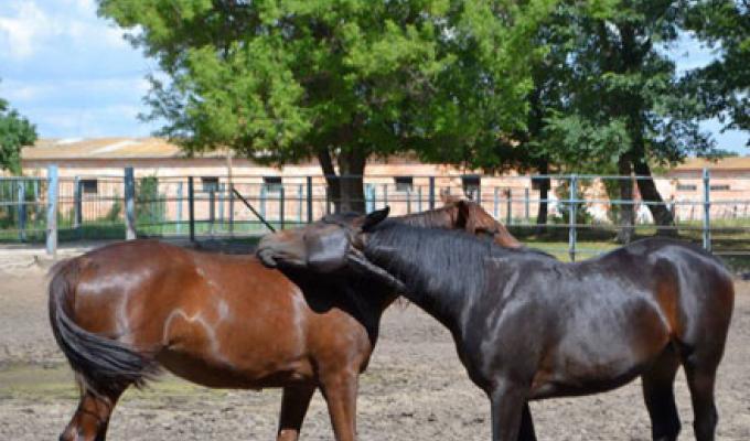 Деркул: у витоків конярства Луганщини