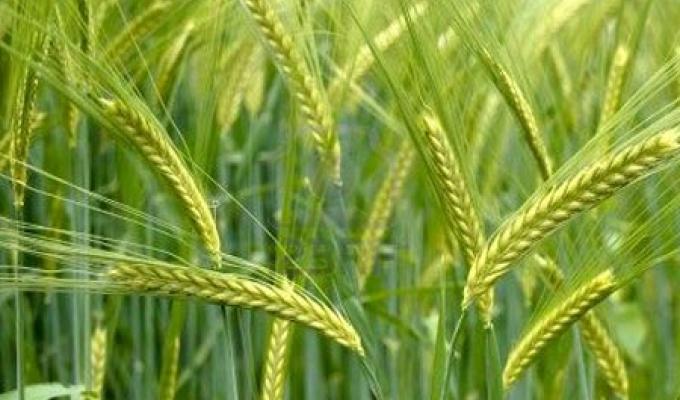 Юрій Гарбуз підписав розпорядження, яке дозволить профінансувати понад 221 мільйонів гривень в агропромисловий комплекс області