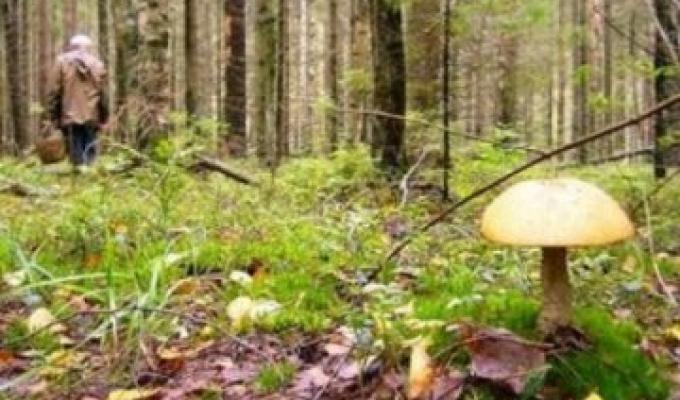 Отруєння грибами небезпечне для життя