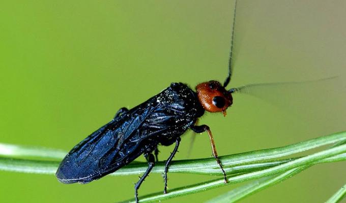 У лісах Сєвєродонецька проводитимуться санітарно-профілактичні заходи