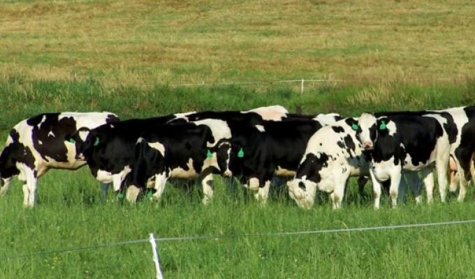 Уряд продовжив строк подання документів на отримання держпідтримки в галузі садівництва і тваринництва