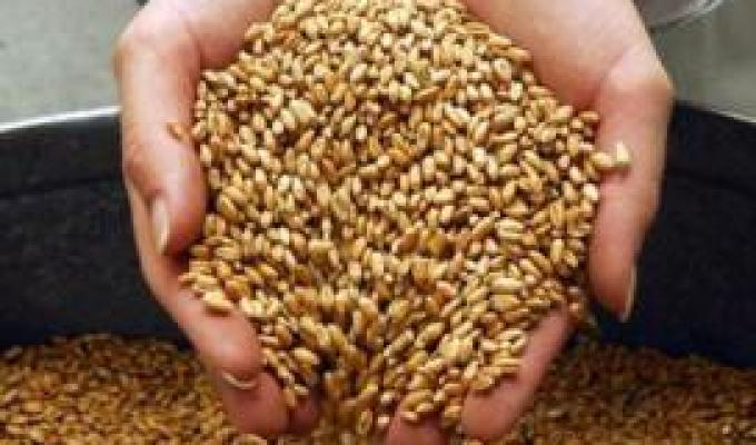 Зібрано один мільйон тонн зерна: Луганщина – лідер по урожайності ранніх зернових культур