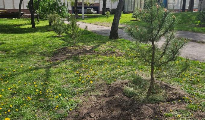 У День довкілля луганчани висадили п’ять кримських сосен на Алеї Захисників Луганщини
