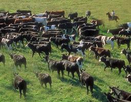 У Луганській області затримано контрабандистів, які намагалися  незаконно вивезти 110 корів до РФ