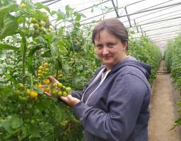 Фермерка зі Станиці Луганської забезпечує томатами район