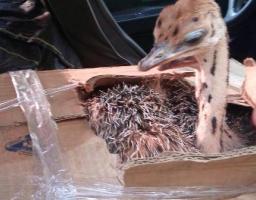 «Фантом» затримав незвичайних «пасажирів»