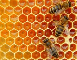 Розвиток галузі бджільництва: товаровиробники готові виробляти безпечну продукцію та гарантувати якість споживачеві