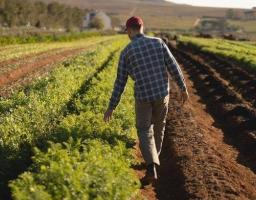 З 1 січня 2020 року сімейні фермерські господарства отримають додаткову фінансову підтримку