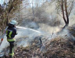 Локалізовано пожежу сухої трави та лісового масиву у Новоайдарському районі