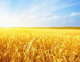 Верховна Рада України прийняла Закон щодо стимулювання створення та діяльності сімейних фермерських господарств