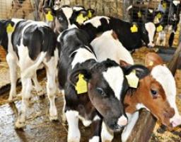 Майже 30 мільйонів допомоги за державними програмами цьогоріч отримали сільгоспвиробники Луганщини