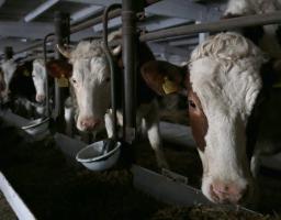 «Краще вилити, ніж продавати», – фермерам Луганщини окупанти пропонують по 7 рублів за літр молока