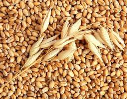 В облдержадміністрації вирішували проблему з організацією сертифікації насіння та посадкового матеріалу