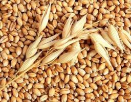 Виробництво валової сільськогосподарської продукції у 2016 році збільшено на 14 %