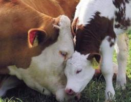 Аграрії можуть скористатись державною програмою підтримки галузі тваринництва за напрямками. 