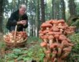 ОСТОРОЖНО ГРИБЫ!