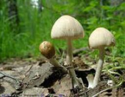 Профилактика отравлений грибами