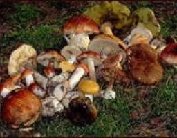 Профилактика отравлений грибами