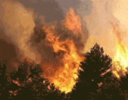 Лісові пожежі - біль Луганського краю