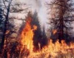 Лісові пожежі