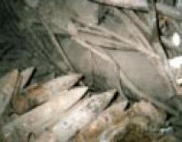 Відгуки Великої Вітчизняної