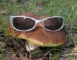 Назвався грибом – лізь у кошик?