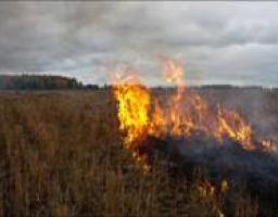 Де пройшли пали, вже не буде колишнього різнотрав'я