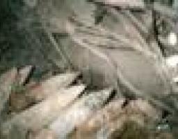 Як поводитись у надзвичайній ситуації при виявленні вибухонебезпечних предметів