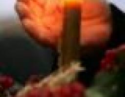 Президент України Віктор Ющенко затвердив заходи з відзначення Дня пам’яті жертв голодоморів в Україні