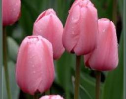 Керівники області вручили нагороди з нагоди Міжнародного дня прав жінок і миру