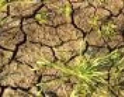 Всесвітній день боротьби з опустелюванням і засухами відзначається сьогодні