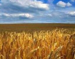 До уваги громадськості. Проект Закону України "Про ринок земель"