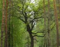 Владимир Пристюк поддерживает идею создания природного парка в Кременских лесах