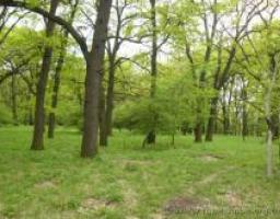 У Луганську відбудуться громадські слухання з питань створення національного природного парку в кремінських лісах