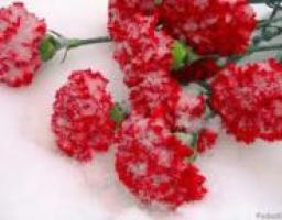 АНОНС: У Луганську відбудуться скорботні заходи у зв’язку з 70-ми роковинами масового розстрілу мирних жителів міста під час окупації